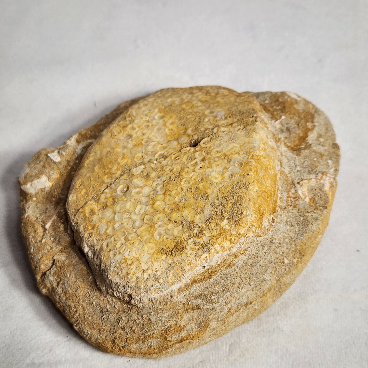 Fossil Crusher Fish Plate