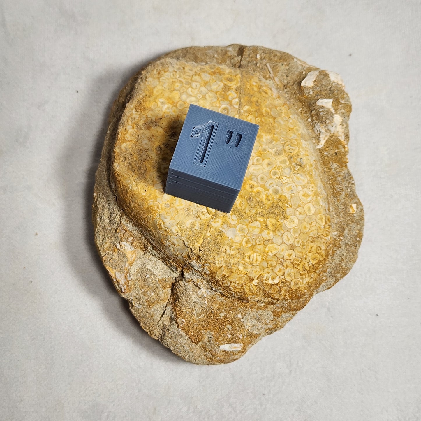 Fossil Crusher Fish Plate