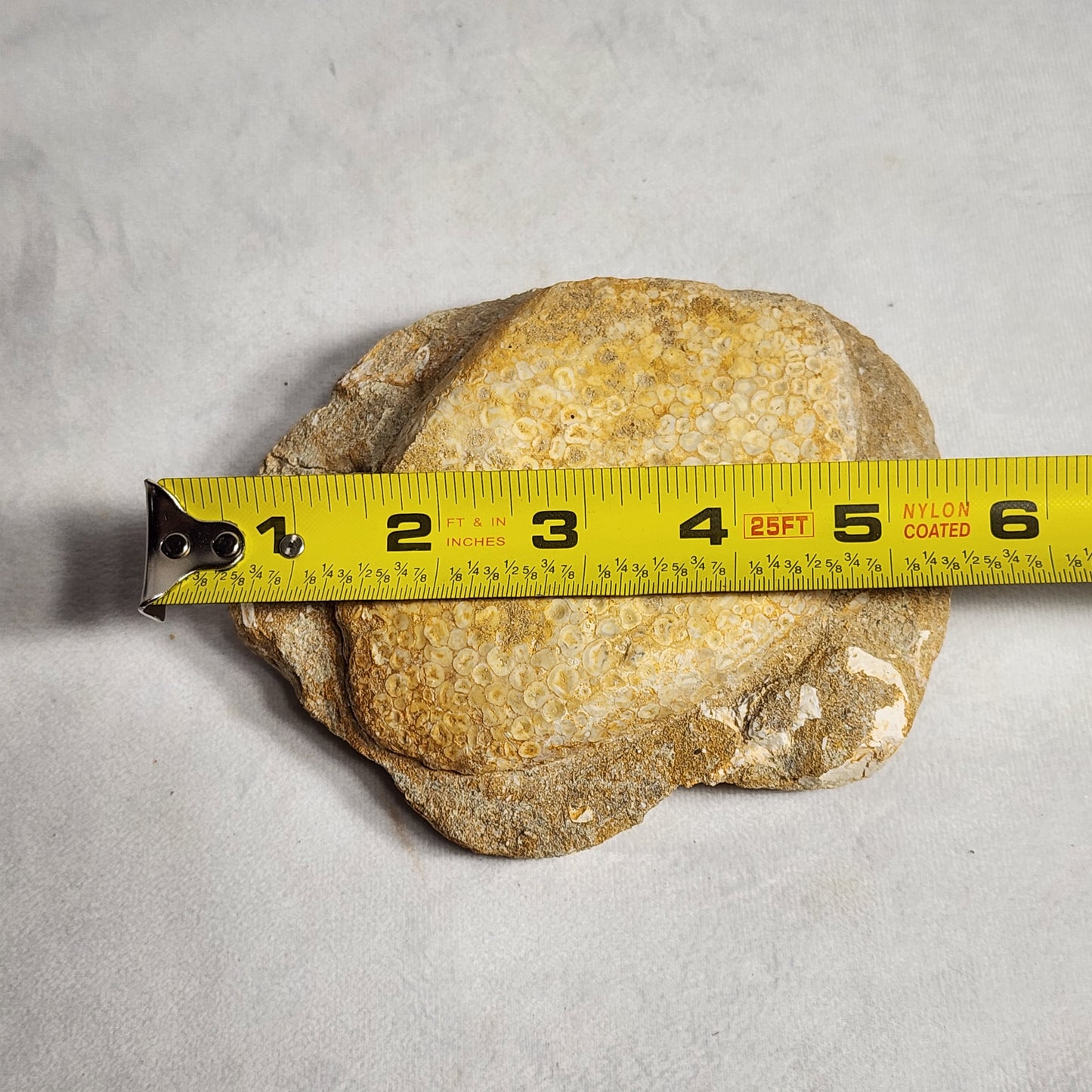 Fossil Crusher Fish Plate
