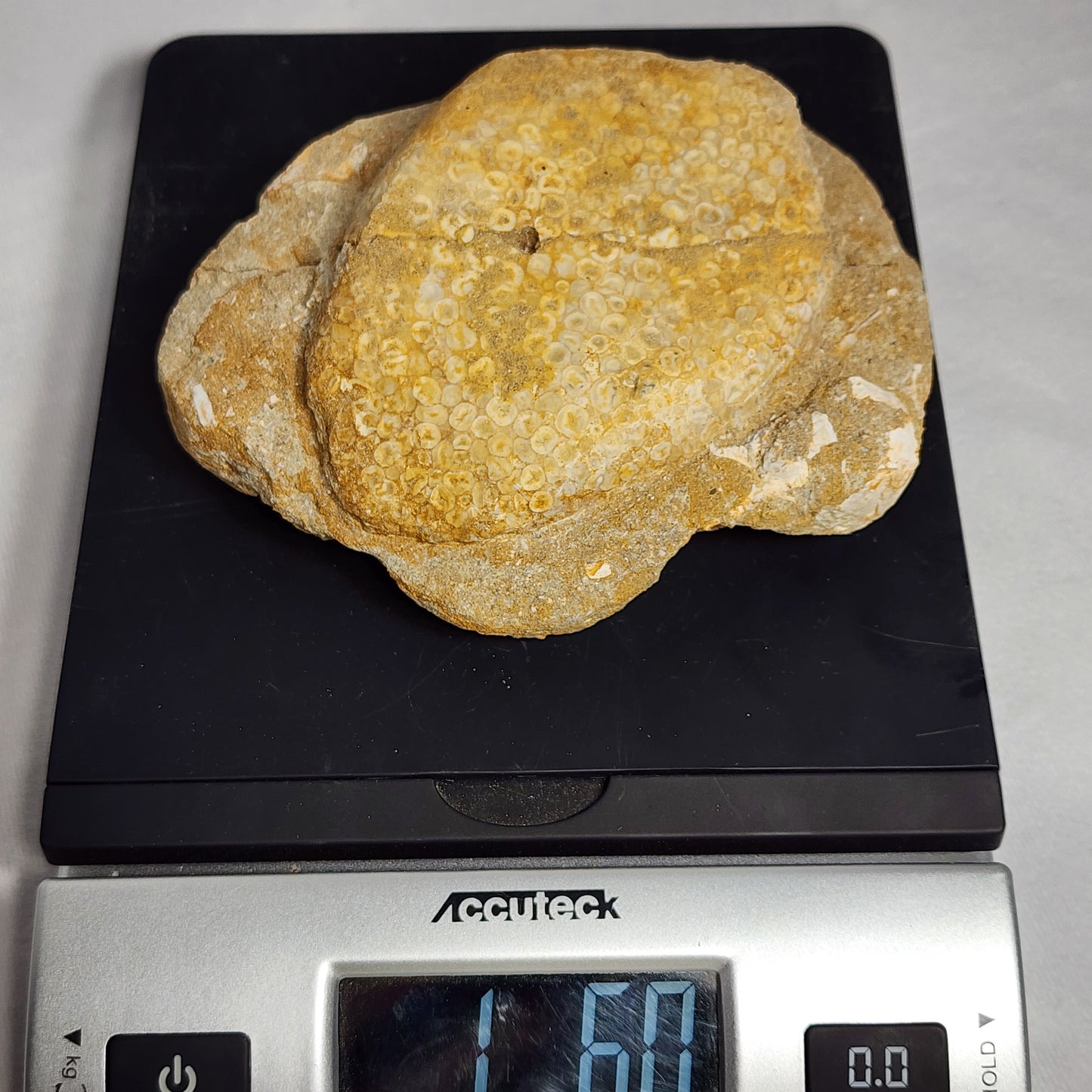Fossil Crusher Fish Plate