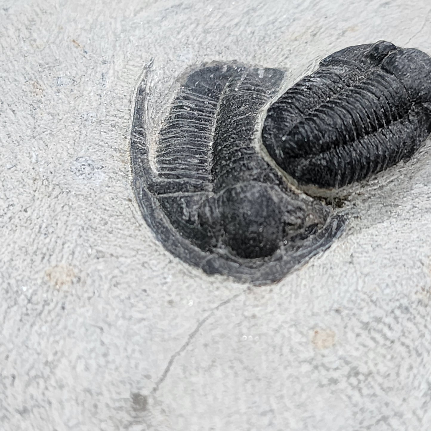 Fantastic Triple Trilobites from Morocco