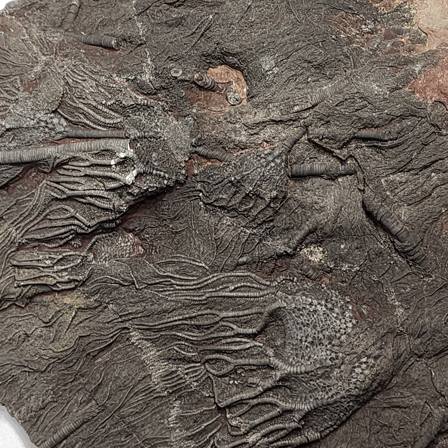 Detailed Crinoid Plate