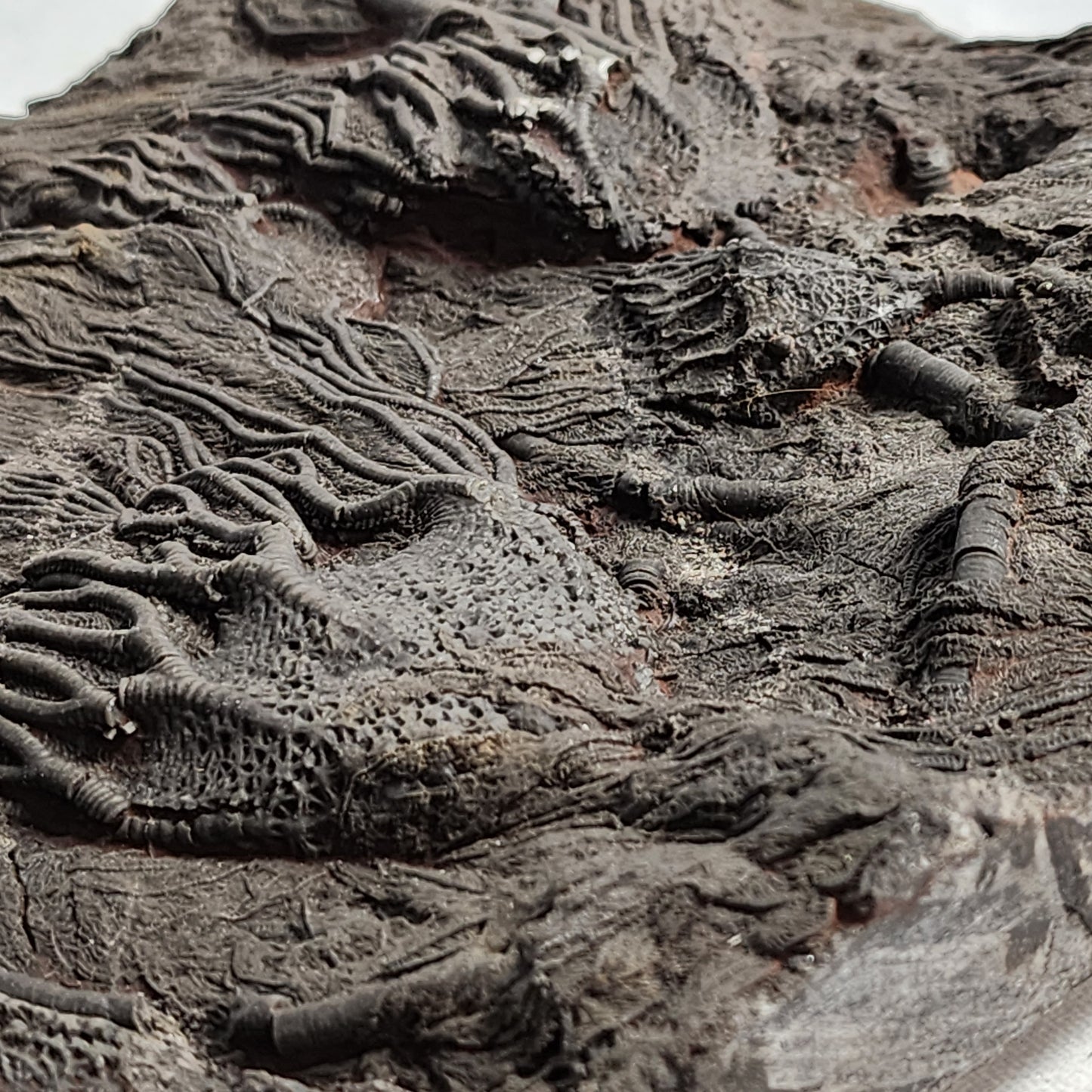 Detailed Crinoid Plate