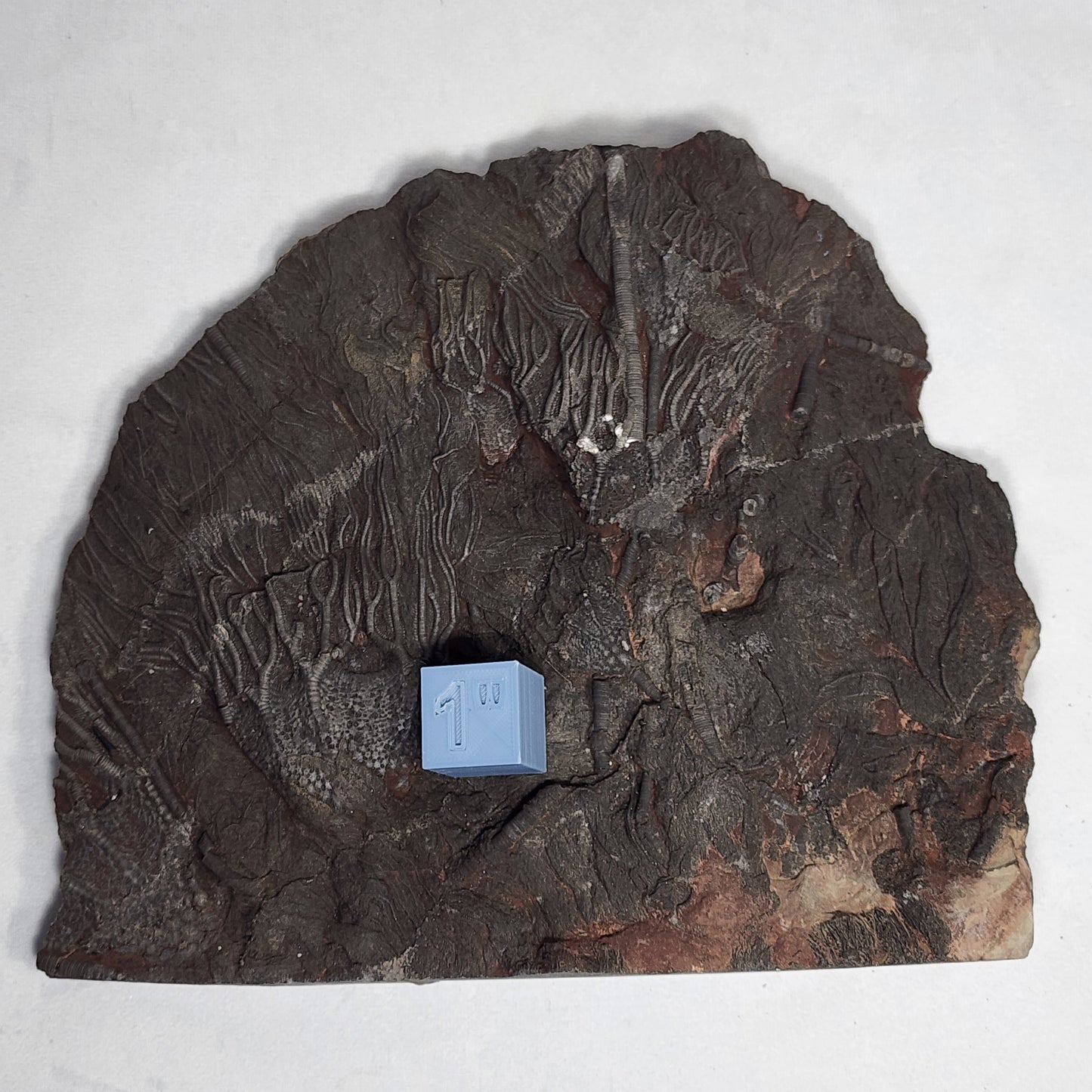 Detailed Crinoid Plate