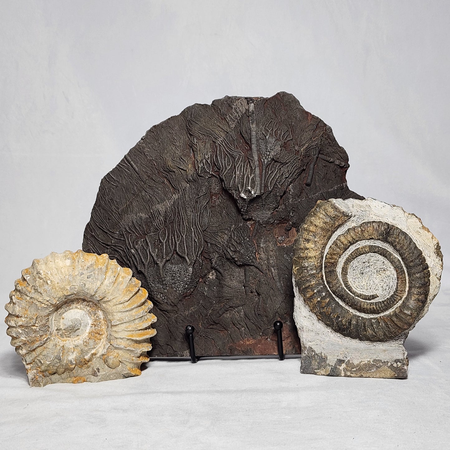 Detailed Crinoid Plate