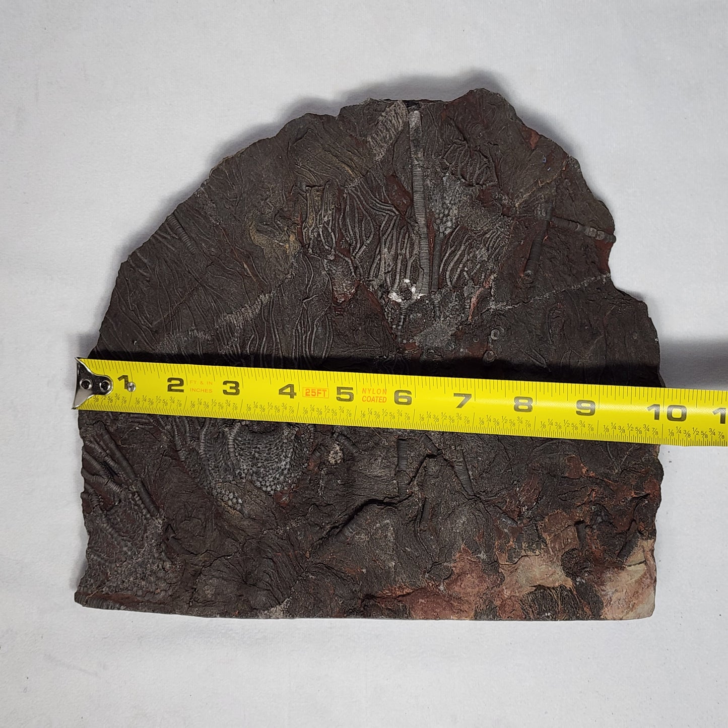 Detailed Crinoid Plate
