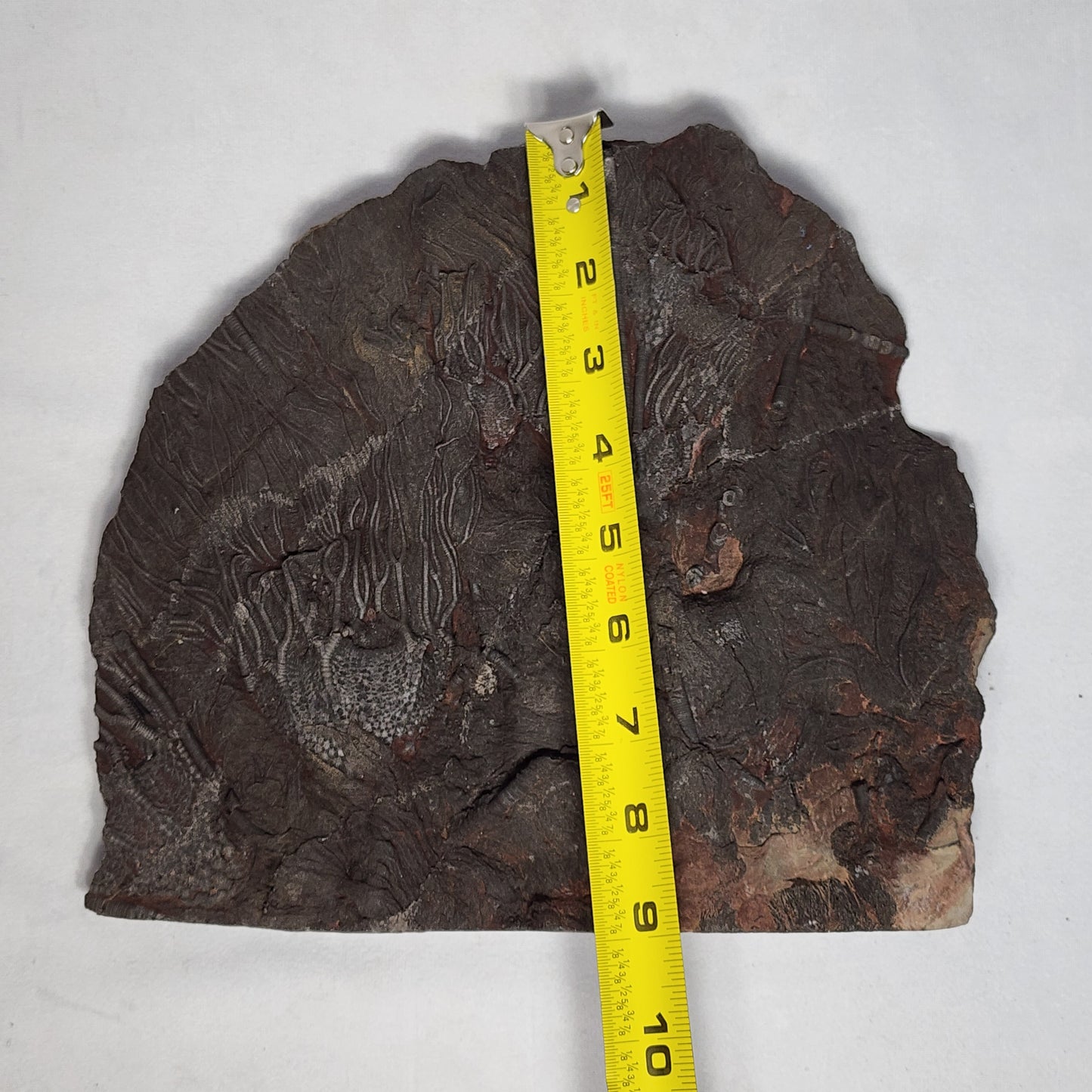 Detailed Crinoid Plate