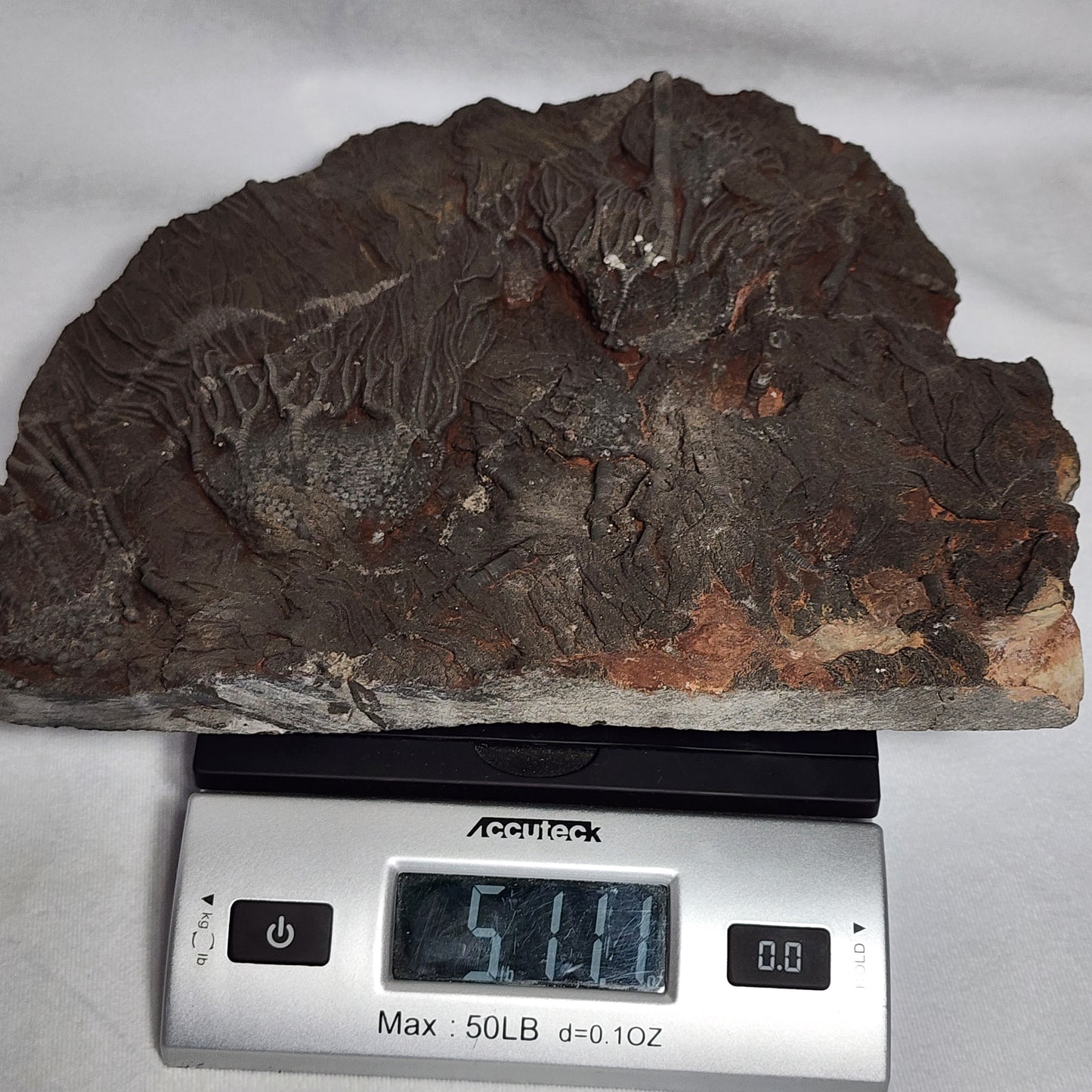 Detailed Crinoid Plate