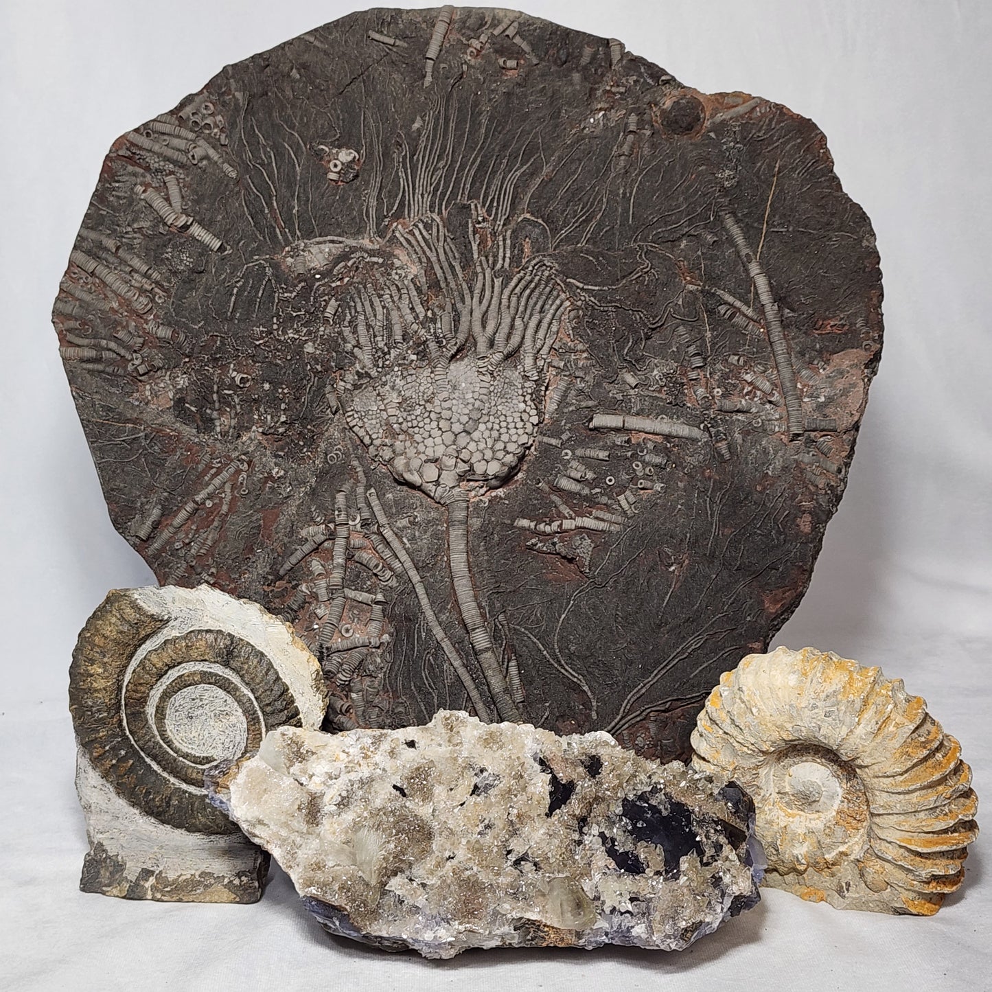 Astonishing Crinoid Plate