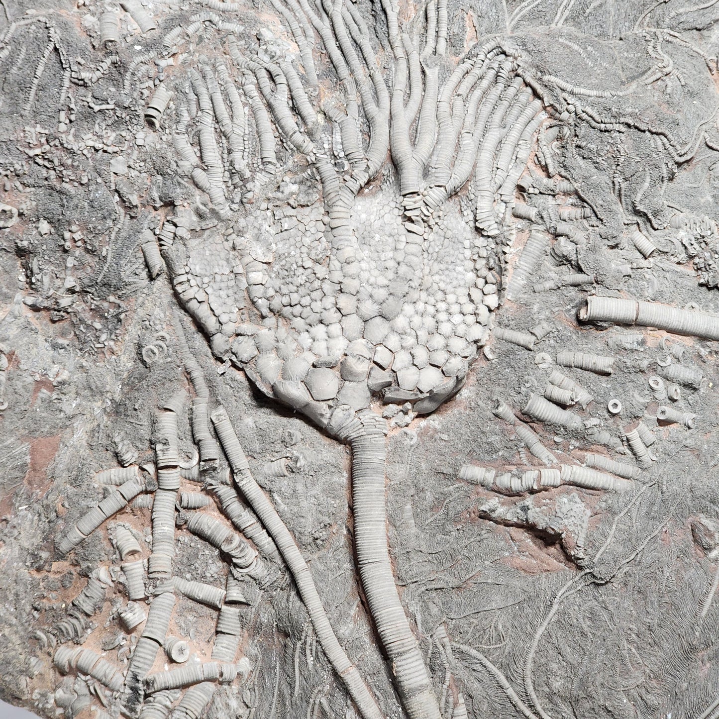 Astonishing Crinoid Plate