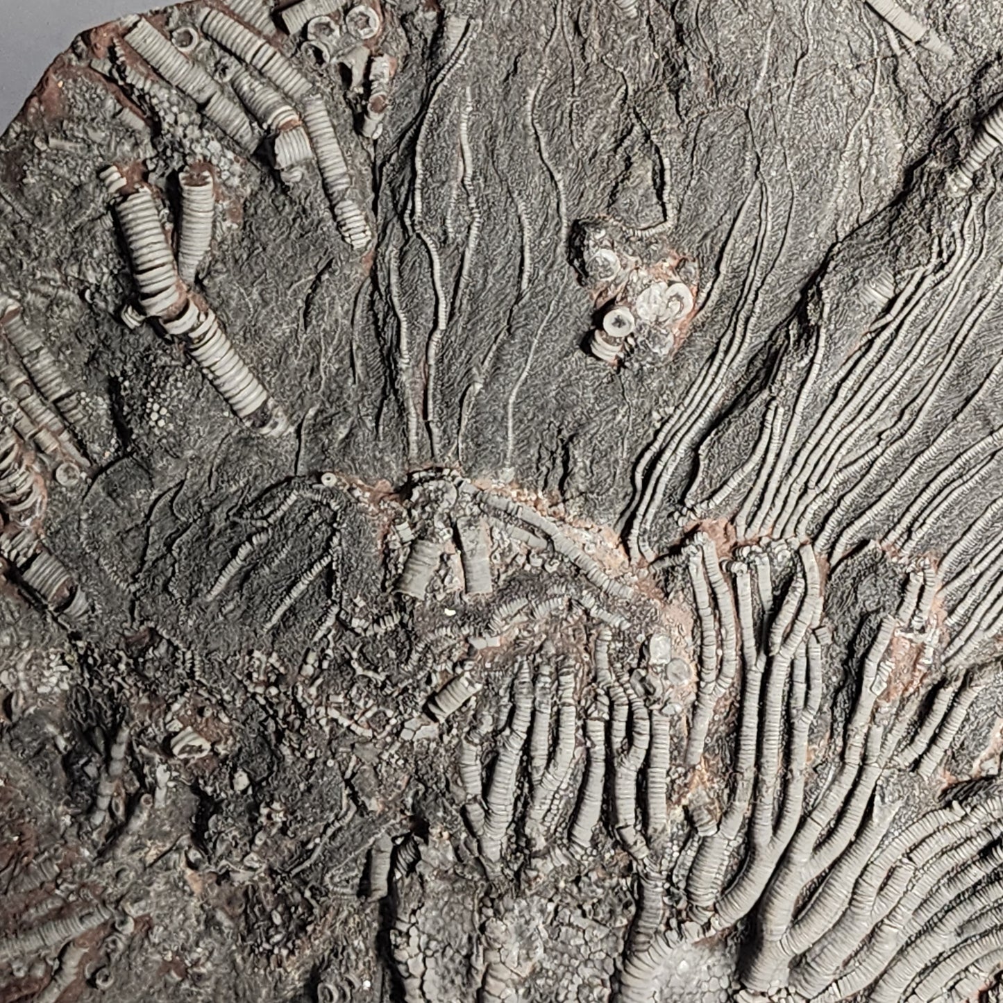 Astonishing Crinoid Plate