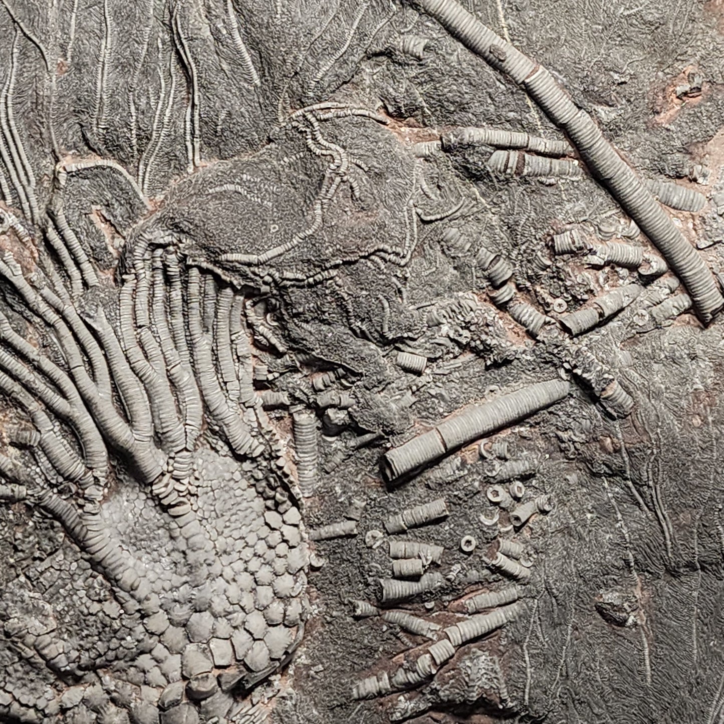 Astonishing Crinoid Plate