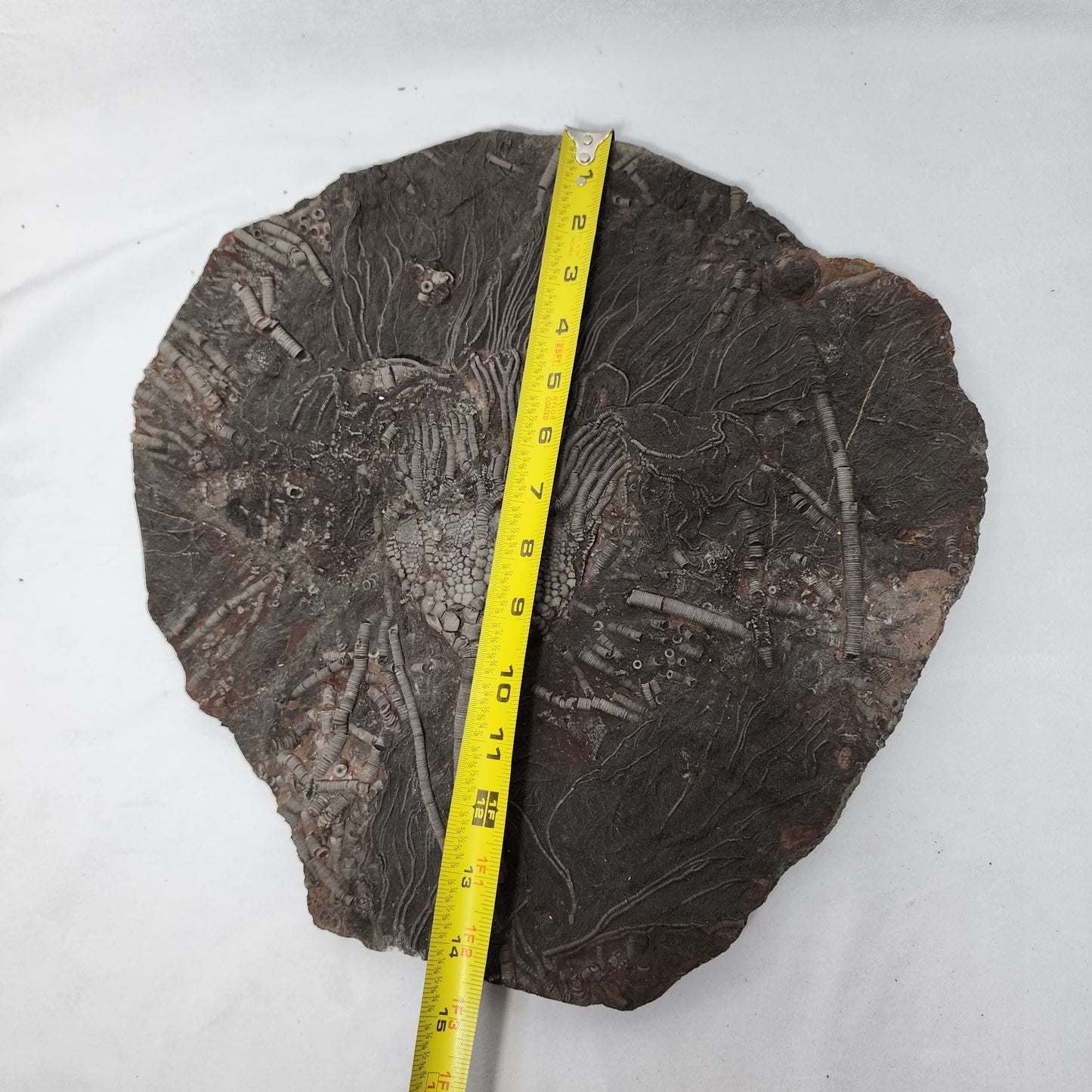 Astonishing Crinoid Plate