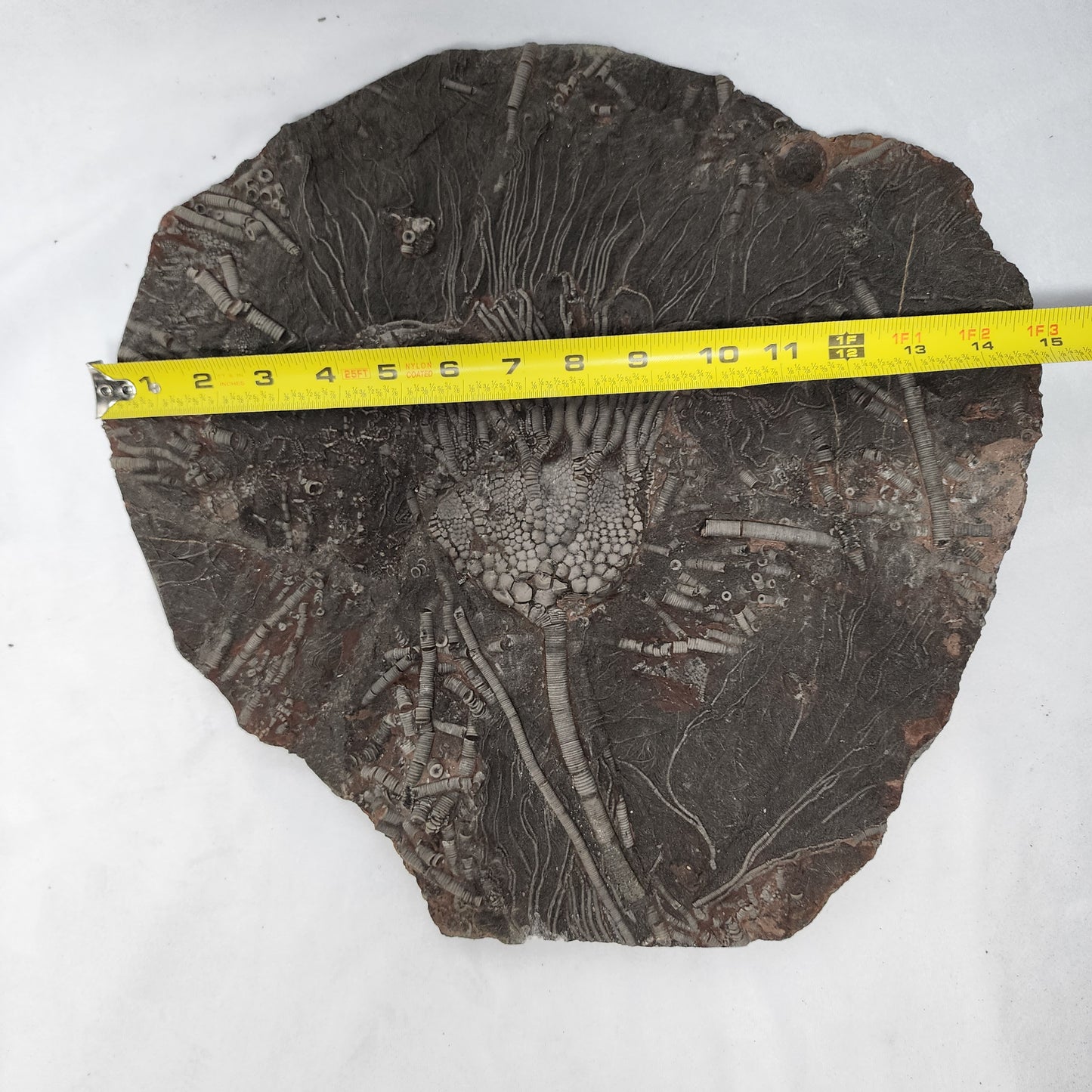 Astonishing Crinoid Plate