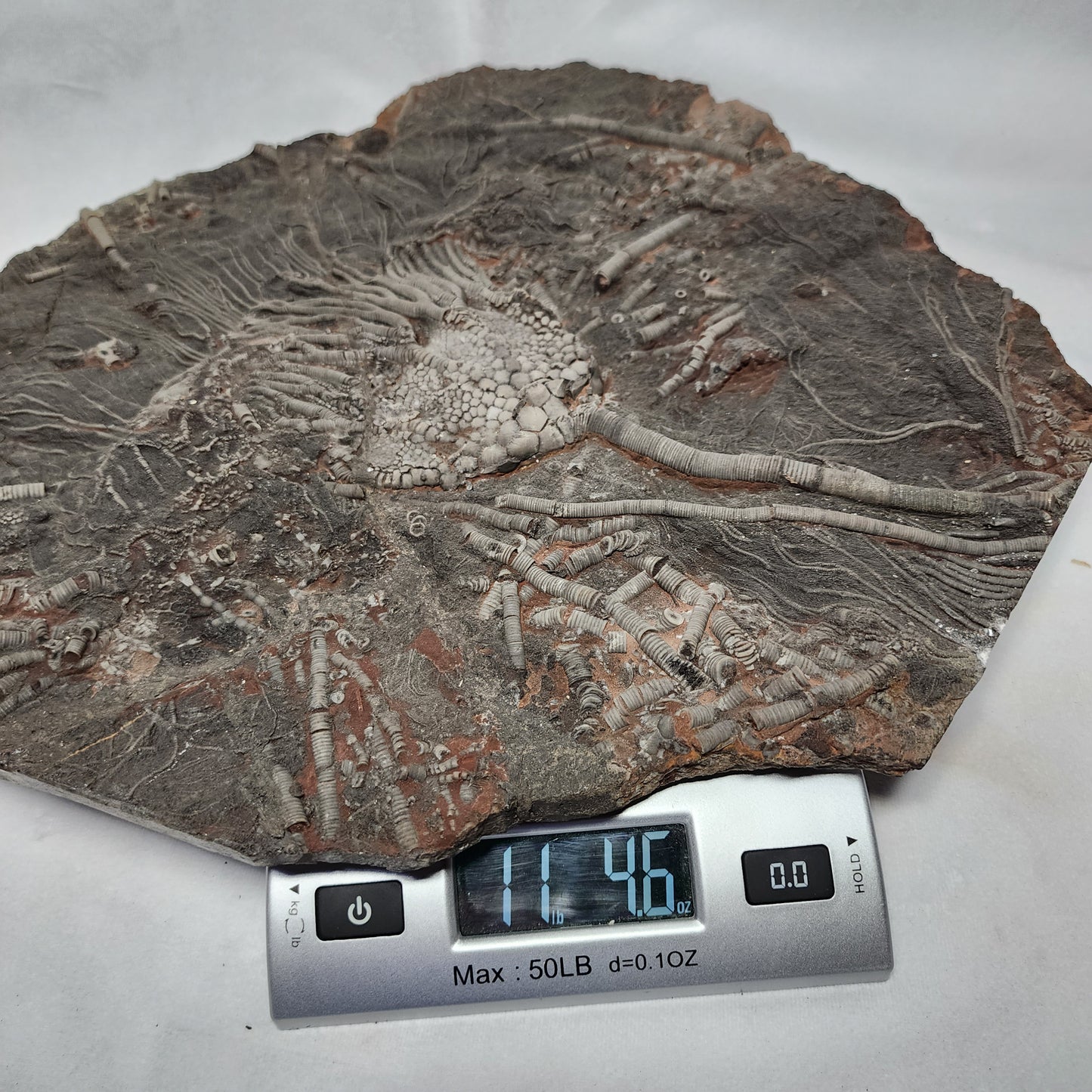 Astonishing Crinoid Plate