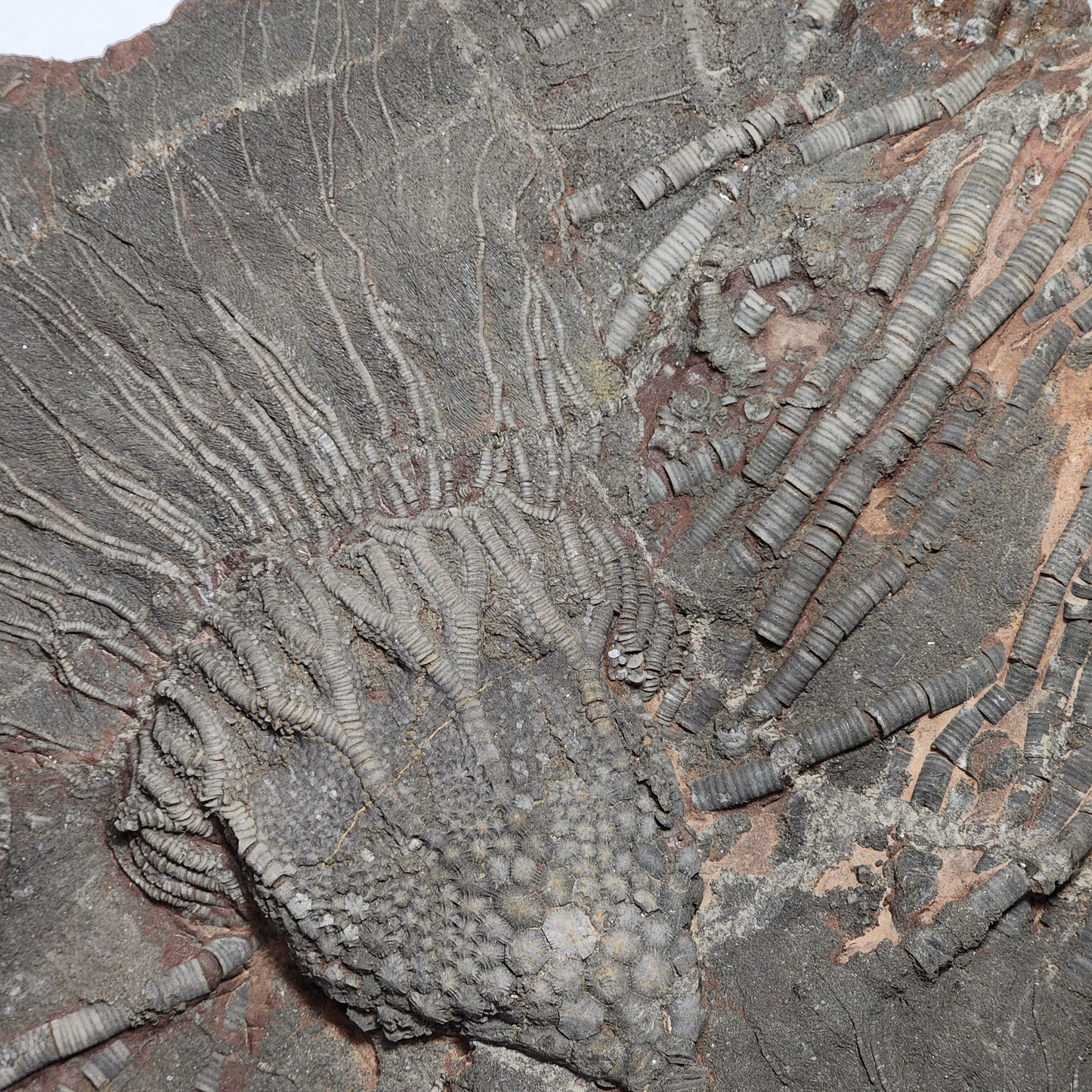 Terrific Trio Crinoid Plate