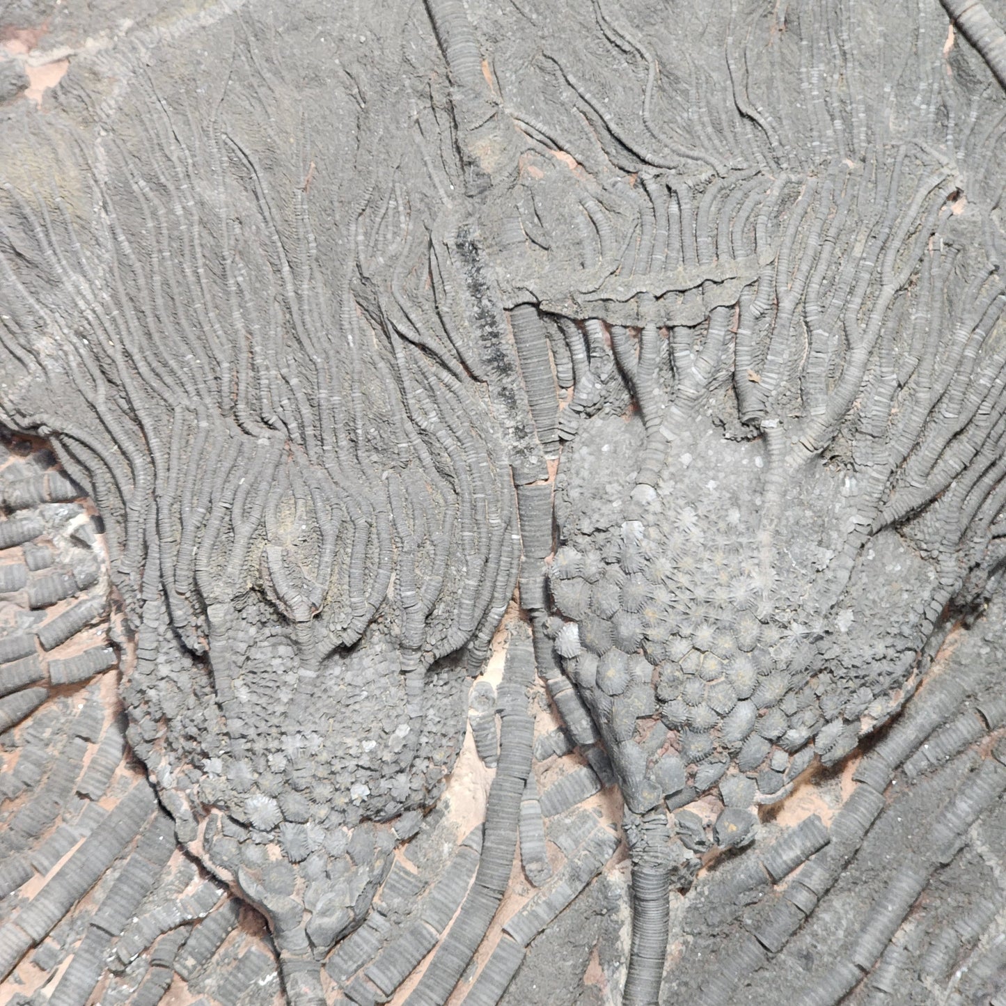 Terrific Trio Crinoid Plate