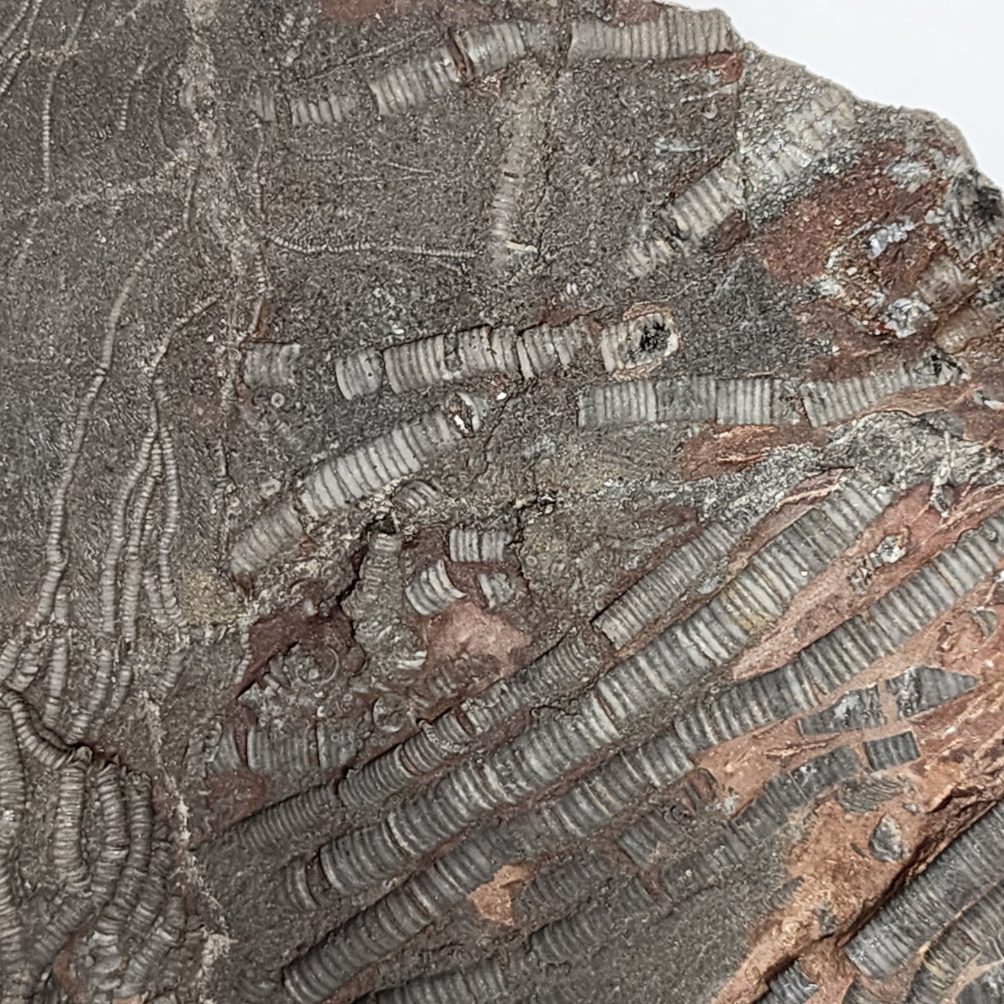 Terrific Trio Crinoid Plate