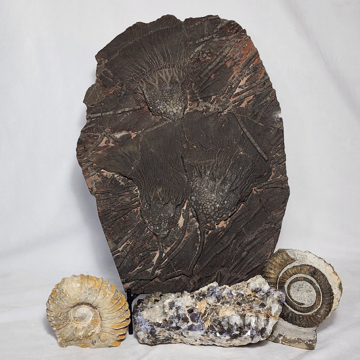 Terrific Trio Crinoid Plate