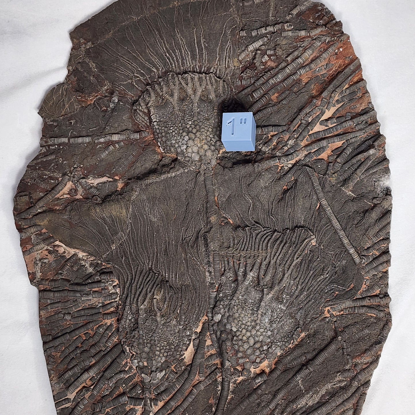 Terrific Trio Crinoid Plate