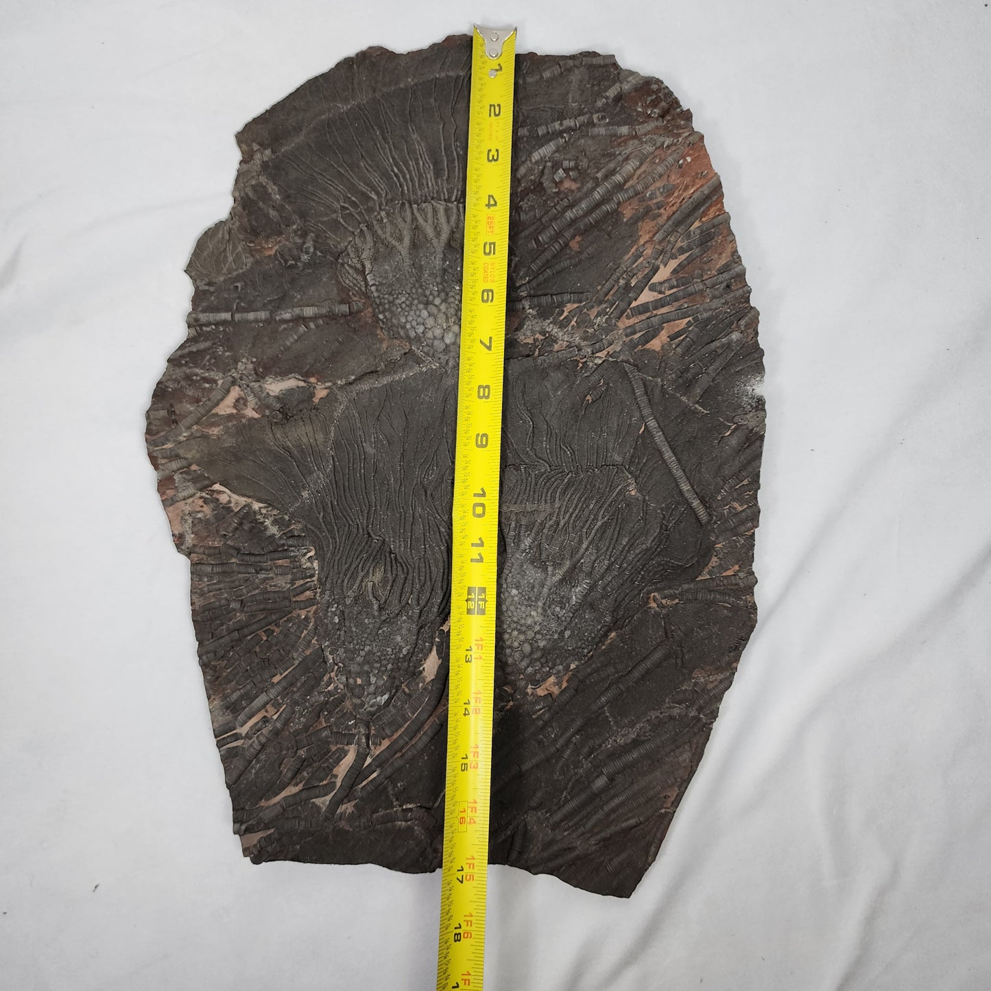 Terrific Trio Crinoid Plate