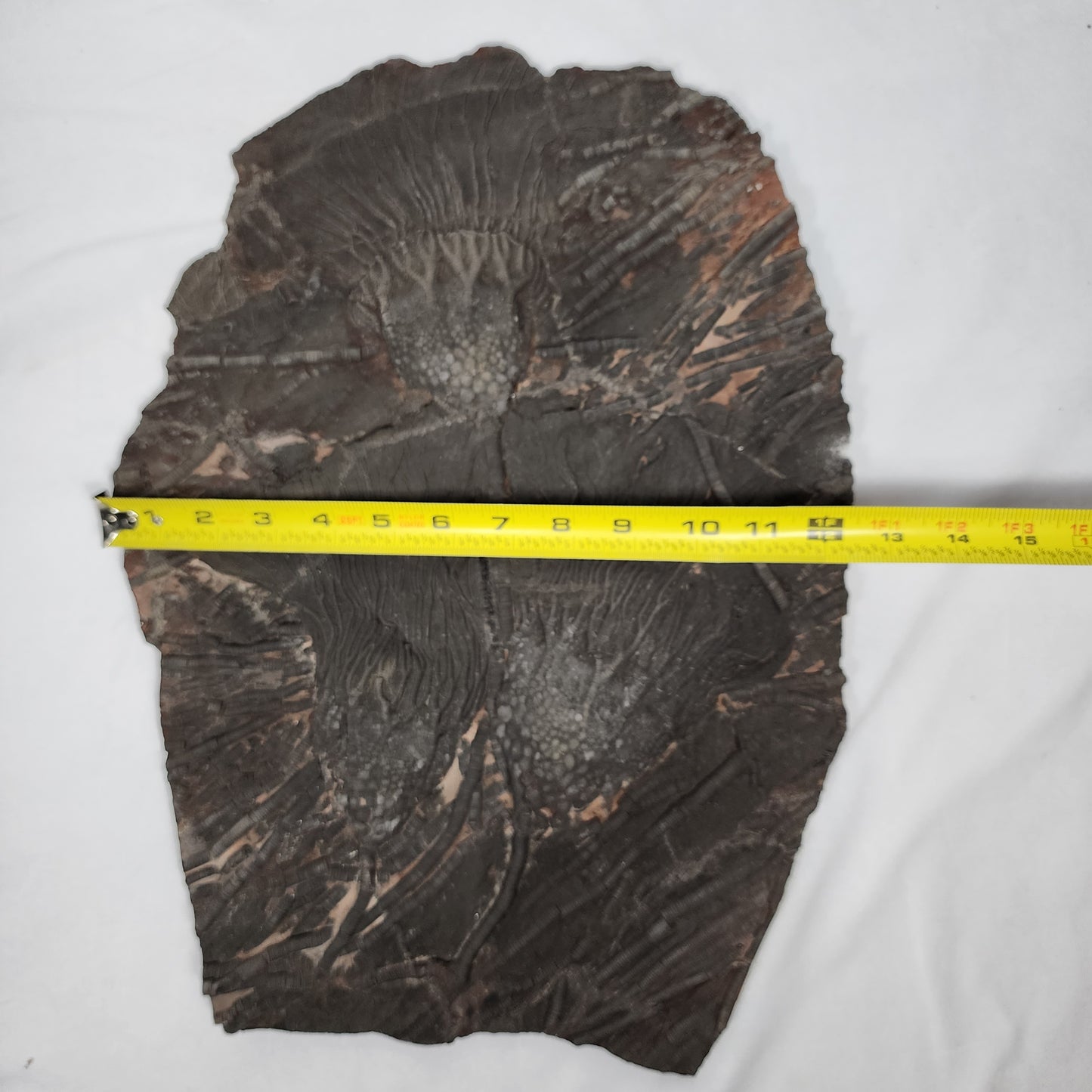 Terrific Trio Crinoid Plate