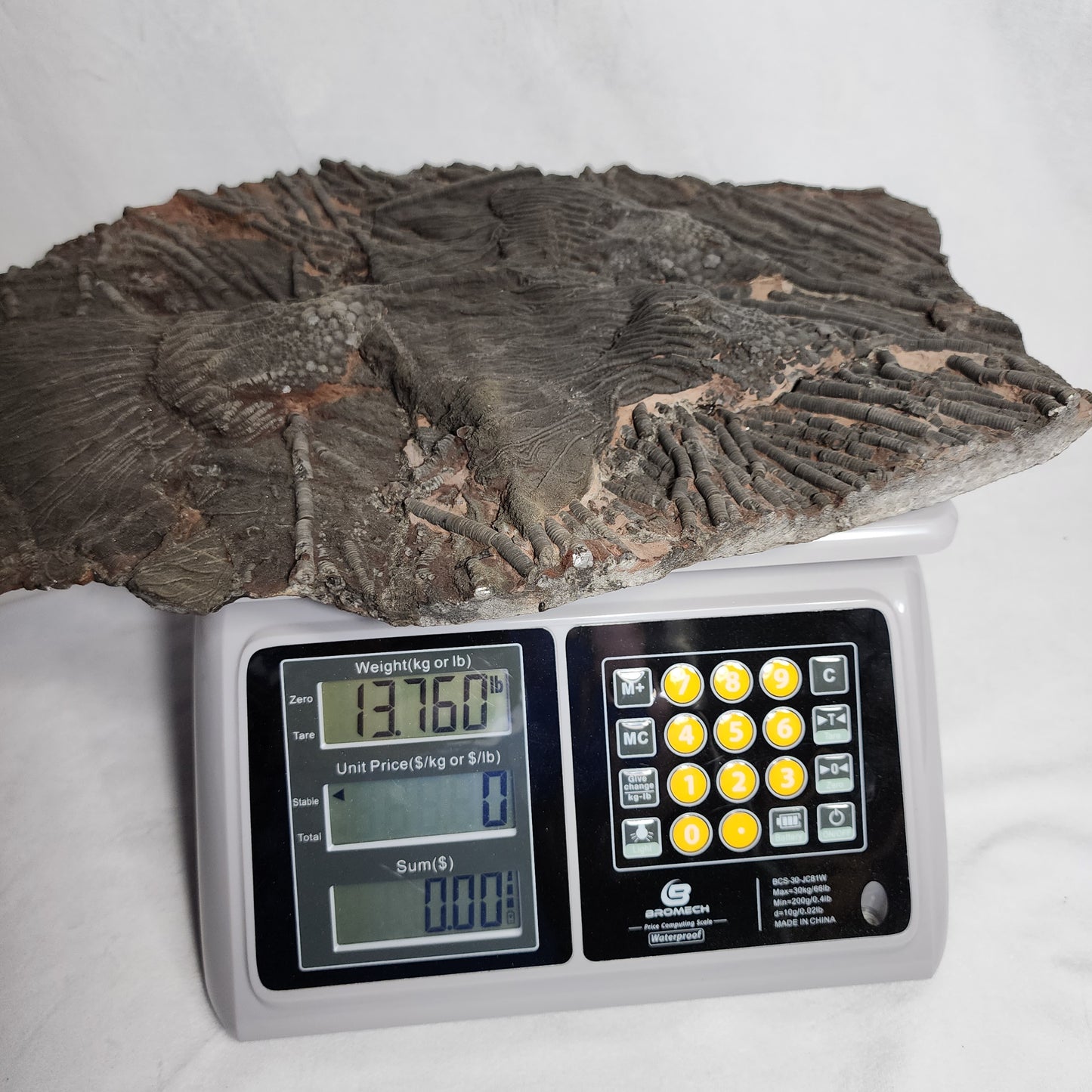 Terrific Trio Crinoid Plate