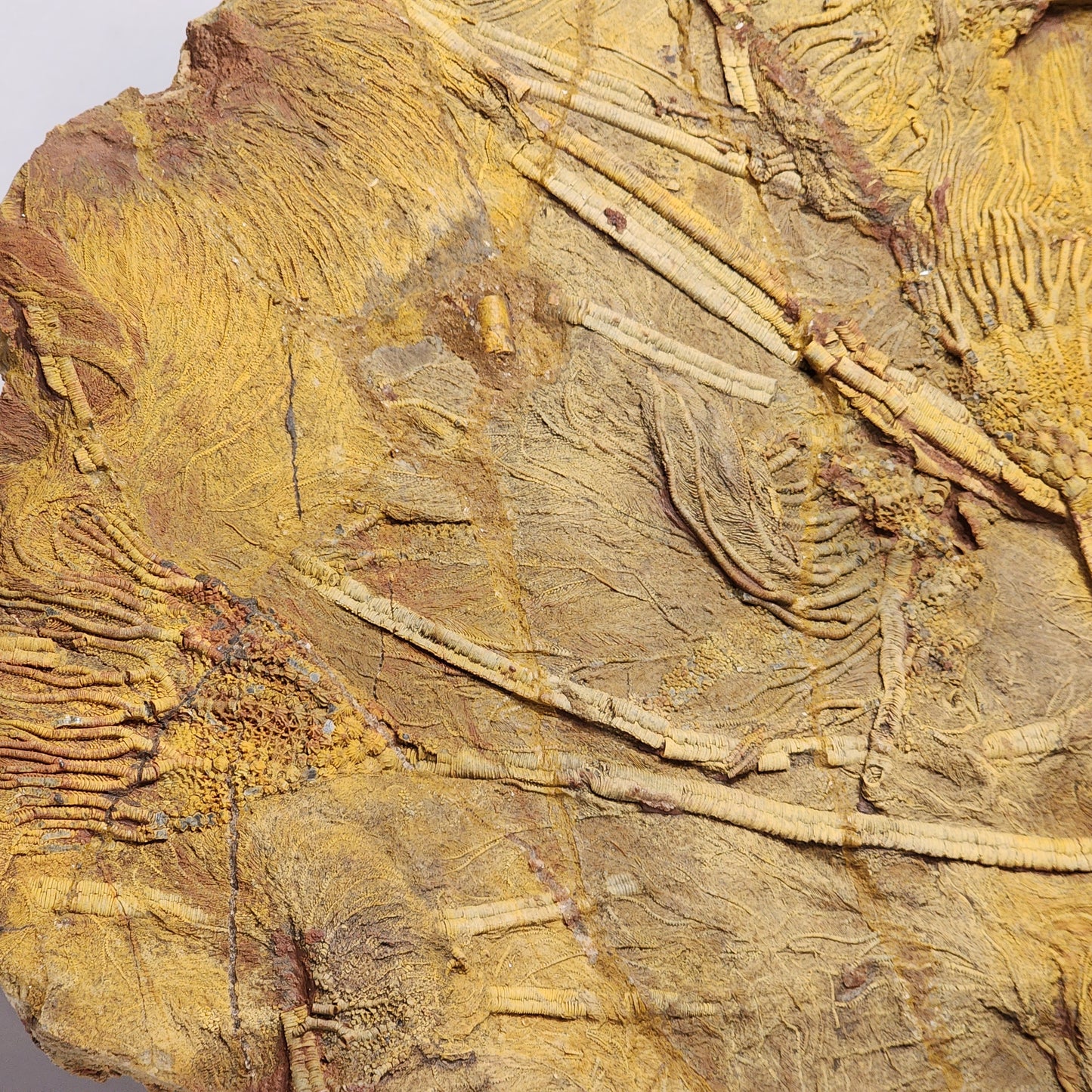 Eye-Catching Crinoid Plate from Morocco