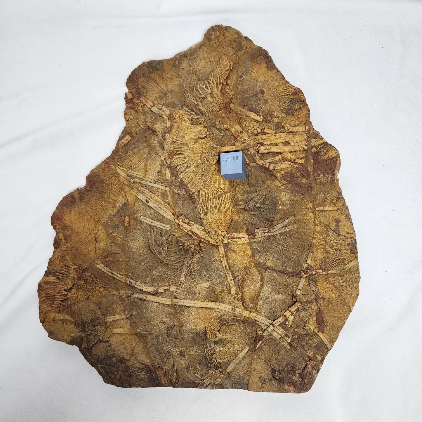 Eye-Catching Crinoid Plate from Morocco