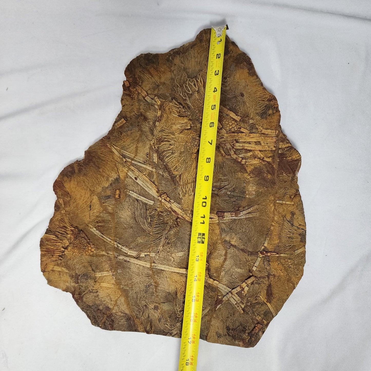 Eye-Catching Crinoid Plate from Morocco