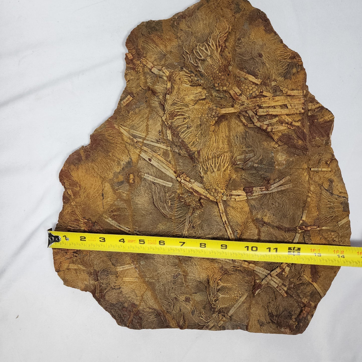 Eye-Catching Crinoid Plate from Morocco