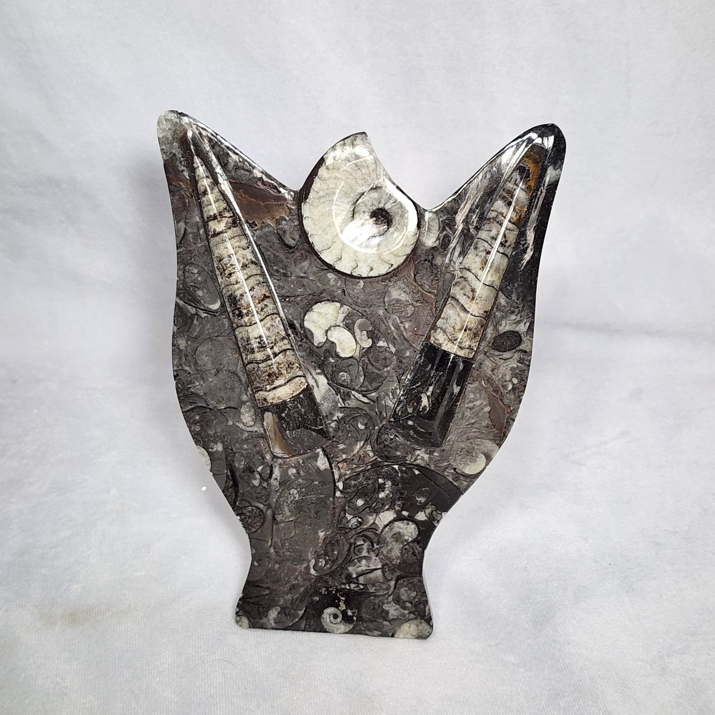 Gorgeous Goniatite and Orthoceras Art