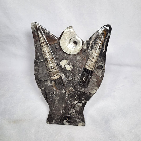 Gorgeous Goniatite and Orthoceras Art