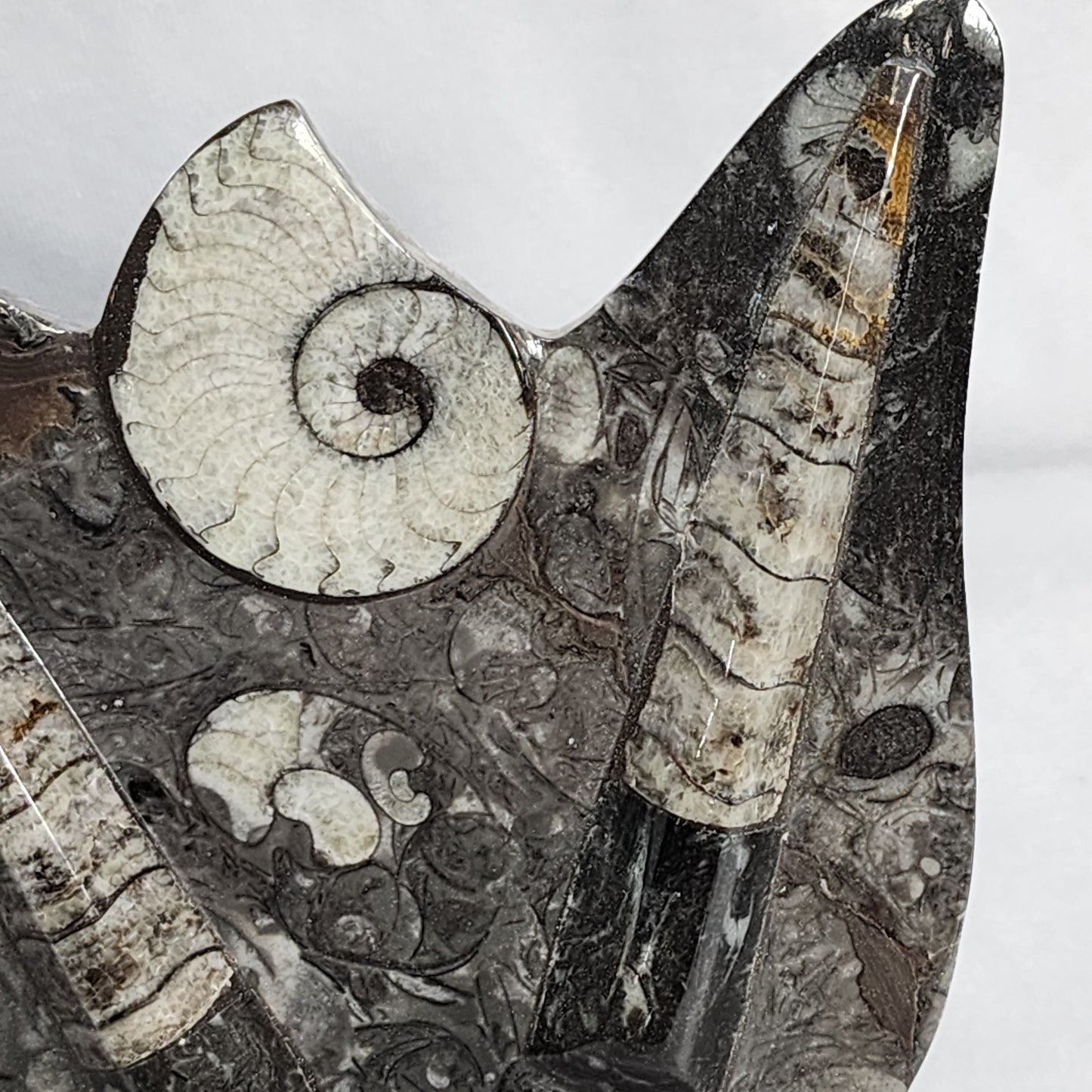 Gorgeous Goniatite and Orthoceras Art