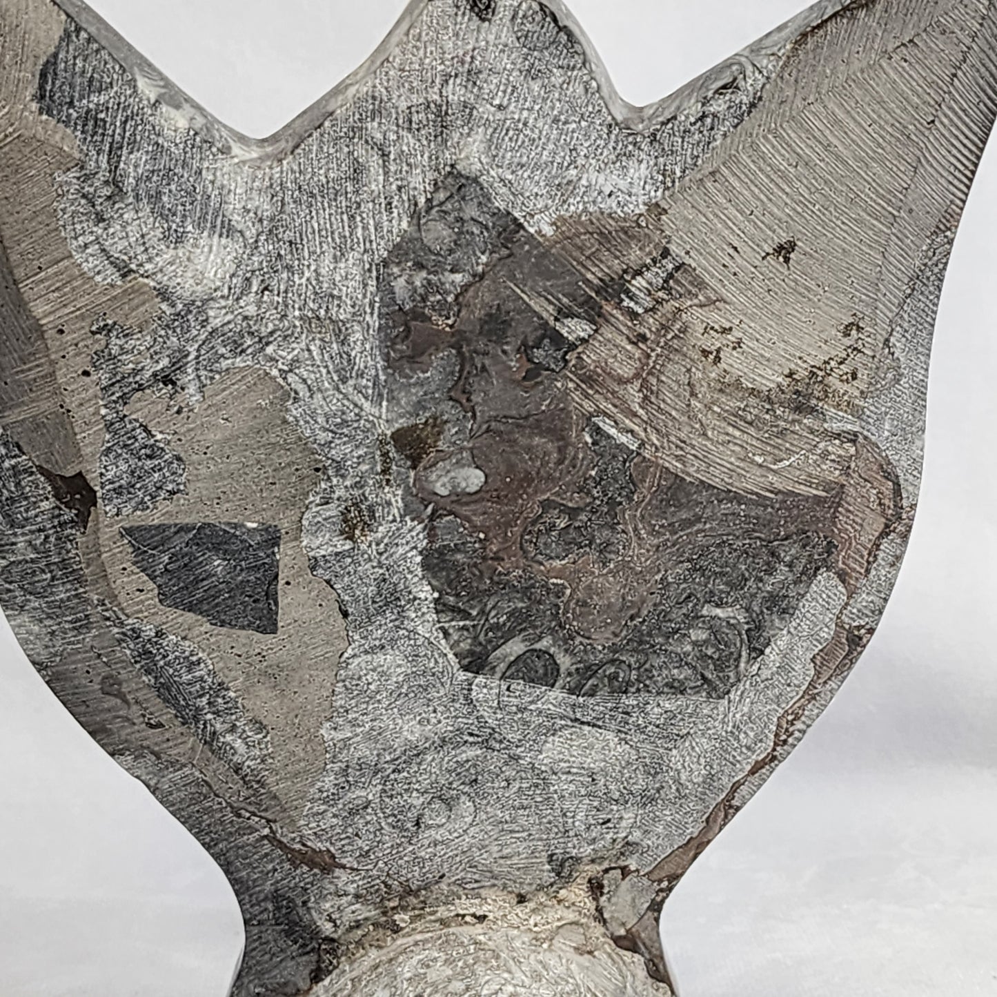 Gorgeous Goniatite and Orthoceras Art