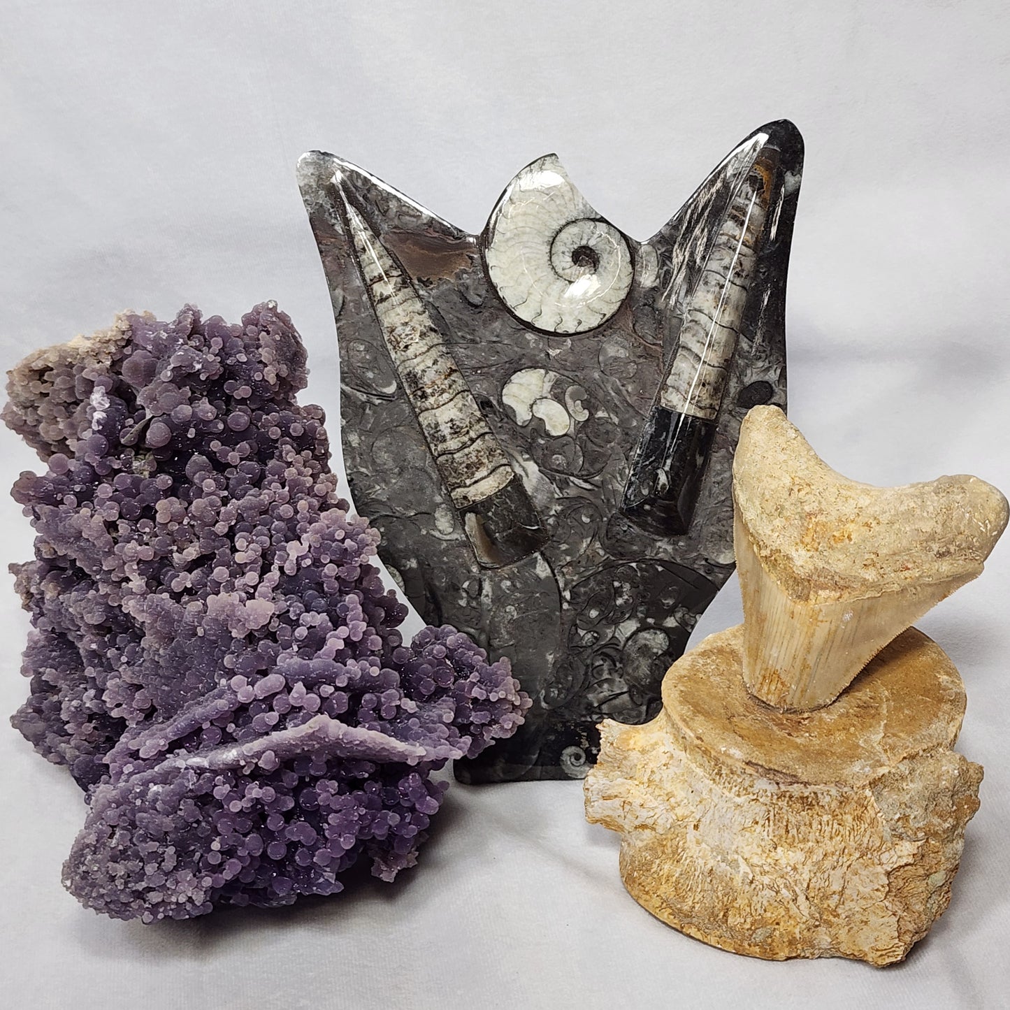 Gorgeous Goniatite and Orthoceras Art