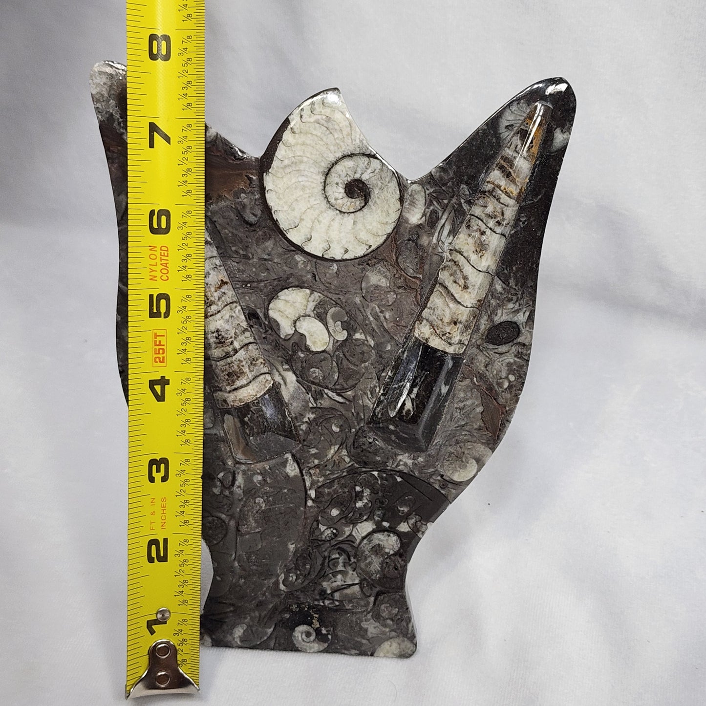 Gorgeous Goniatite and Orthoceras Art