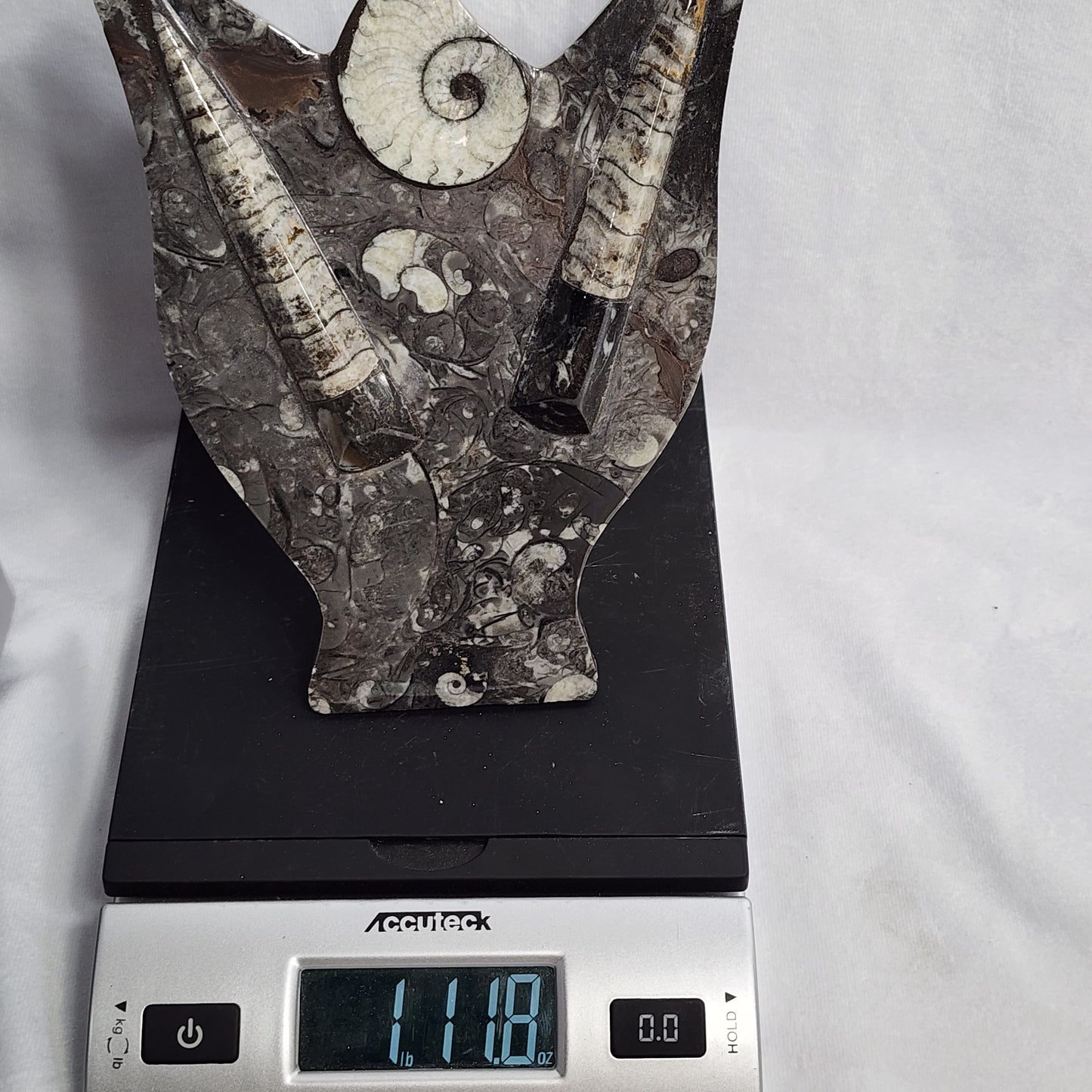 Gorgeous Goniatite and Orthoceras Art