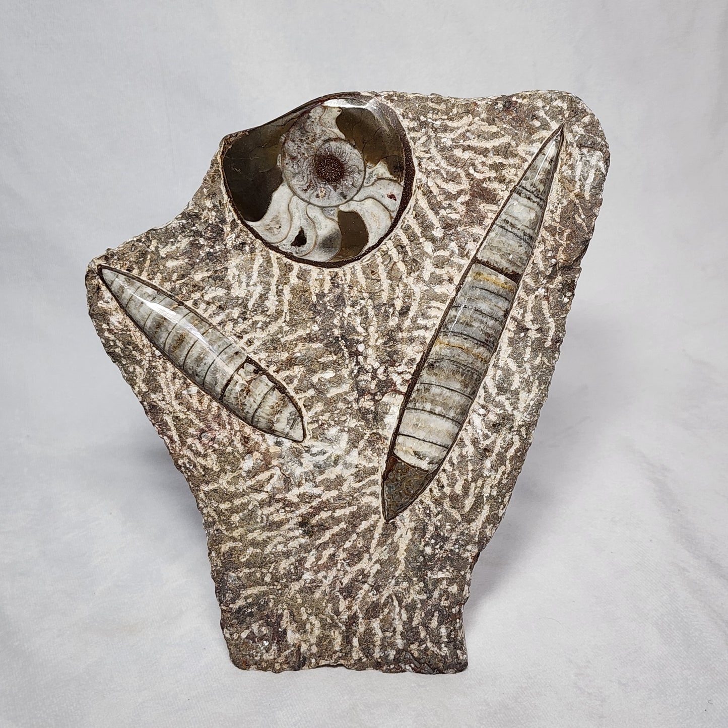 Art Display of Goniatite and Orthoceras
