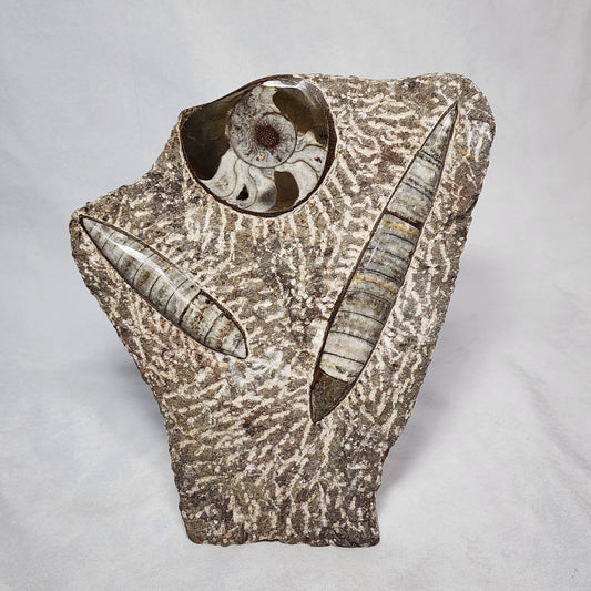 Art Display of Goniatite and Orthoceras