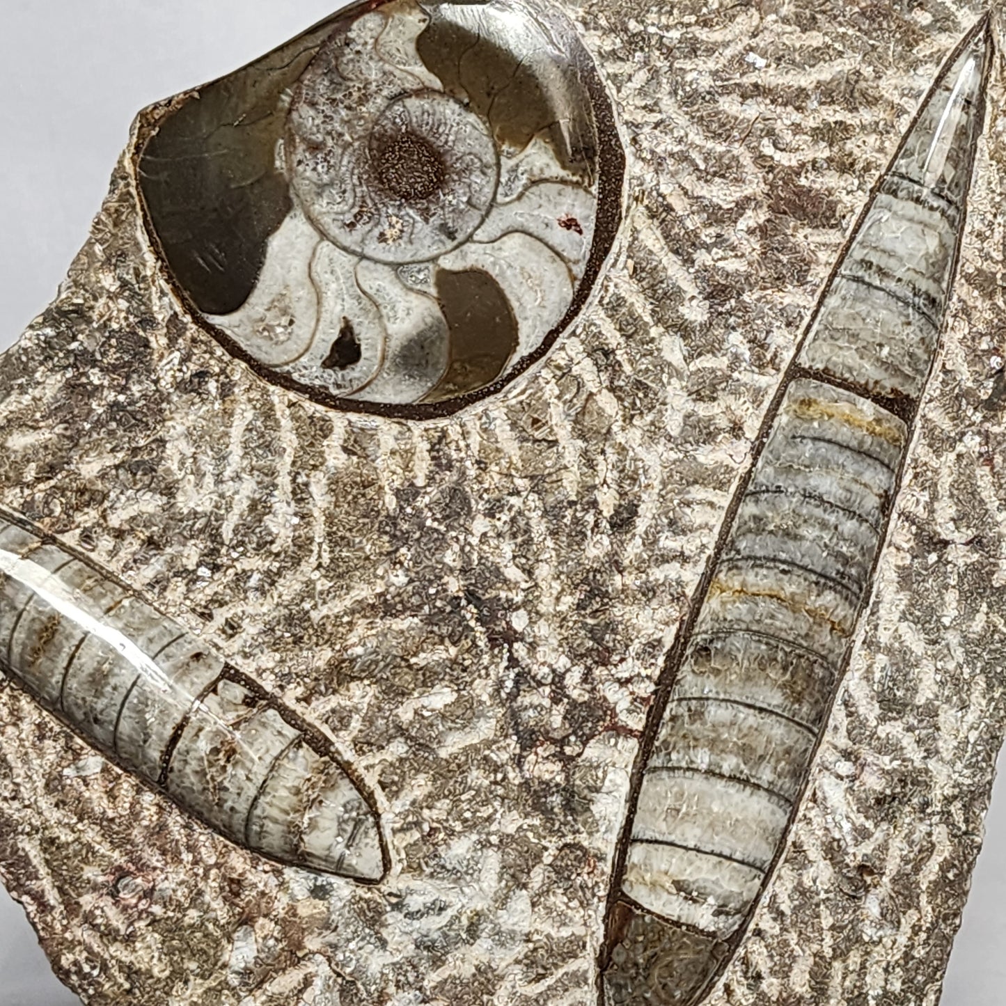 Art Display of Goniatite and Orthoceras