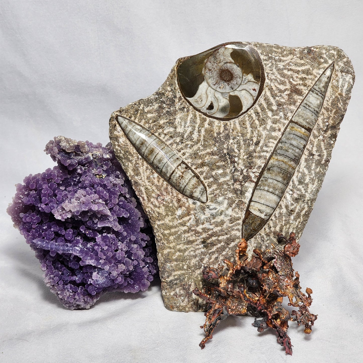 Art Display of Goniatite and Orthoceras