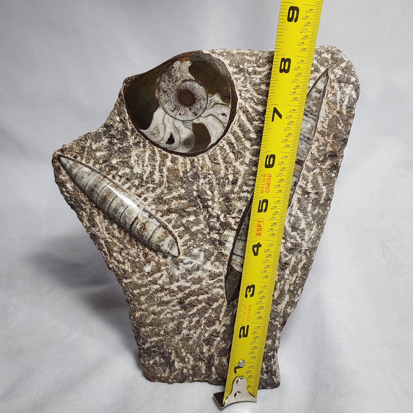Art Display of Goniatite and Orthoceras