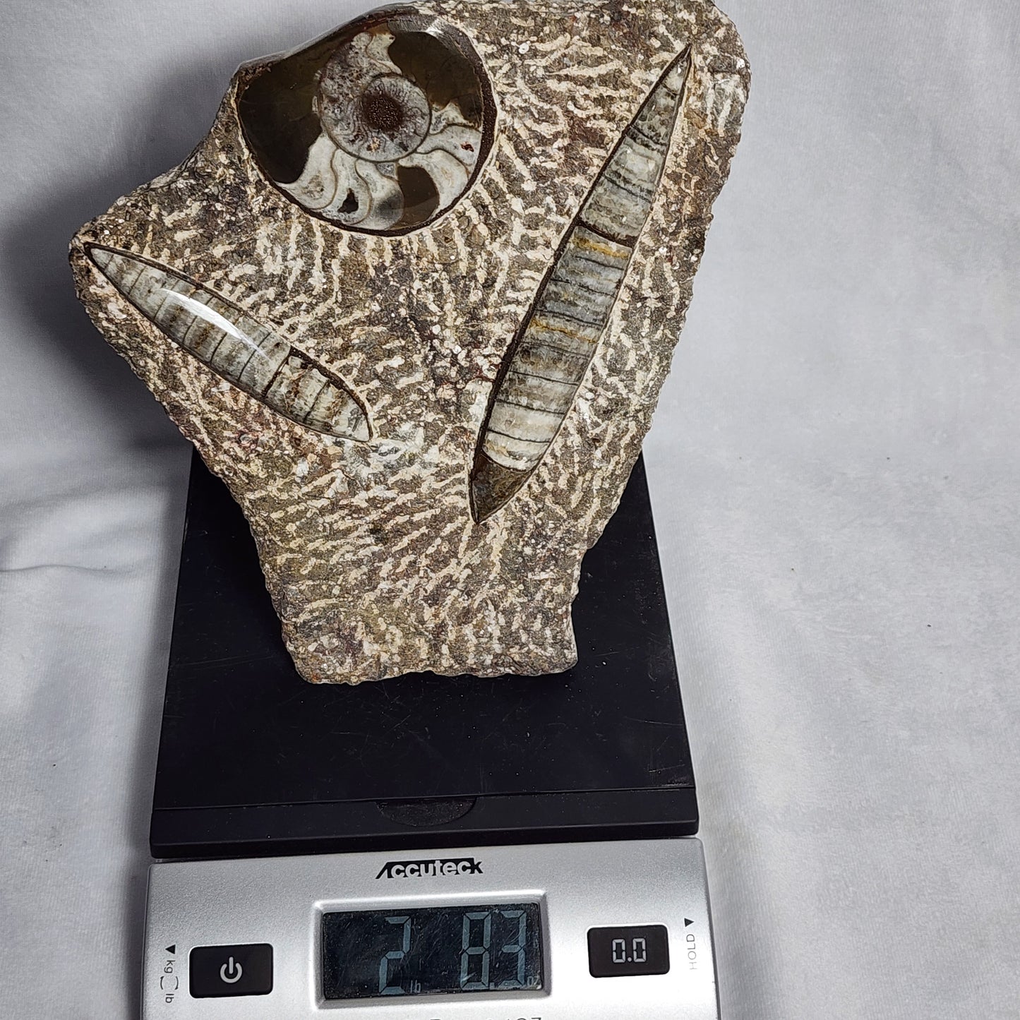 Art Display of Goniatite and Orthoceras