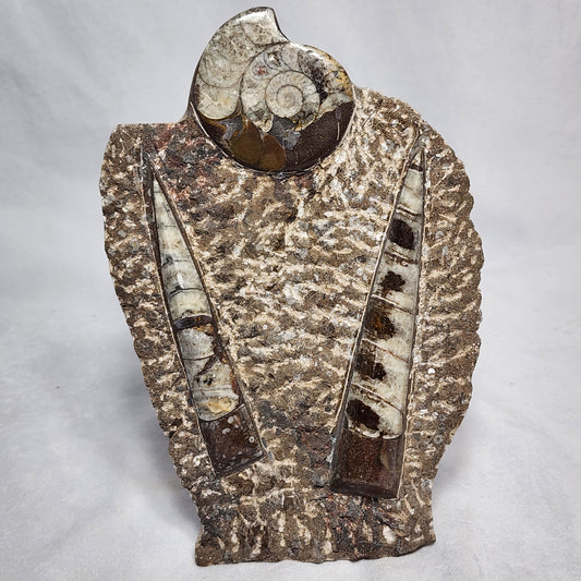 Dazzling Goniatite and Orthoceras Art