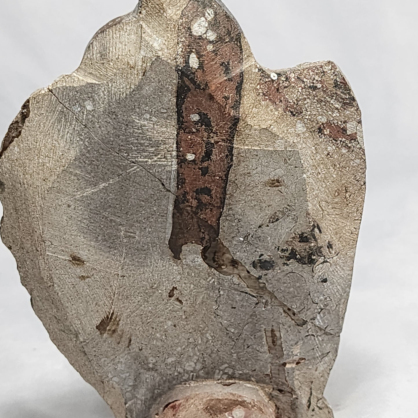 Dazzling Goniatite and Orthoceras Art