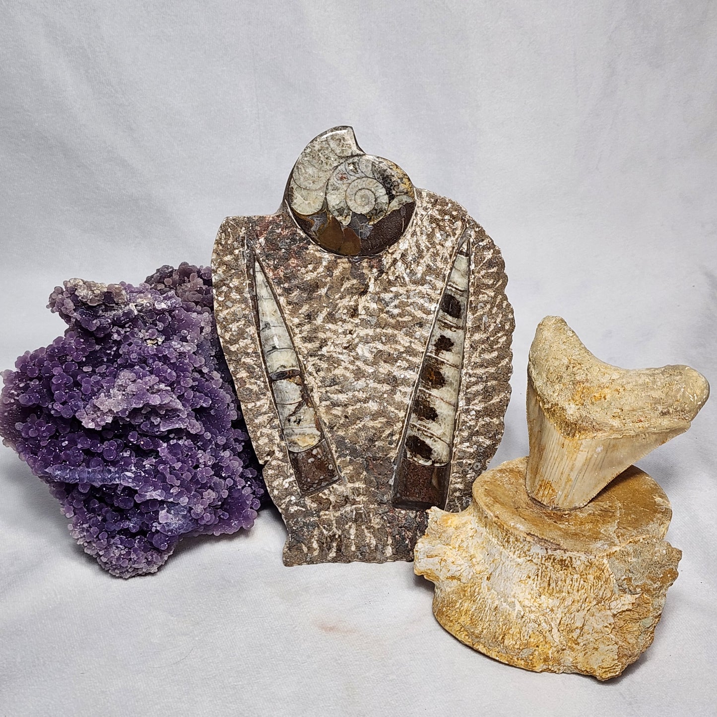 Dazzling Goniatite and Orthoceras Art