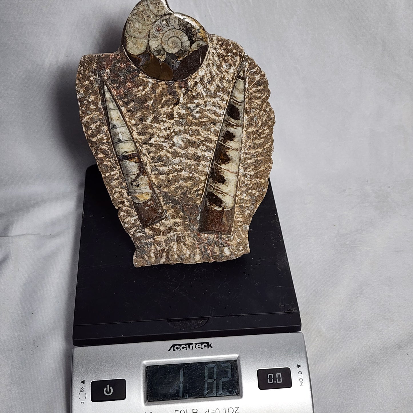 Dazzling Goniatite and Orthoceras Art