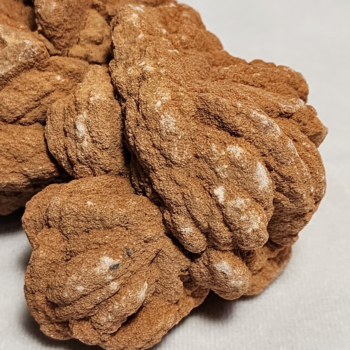 The Oklahoma Rose Rock