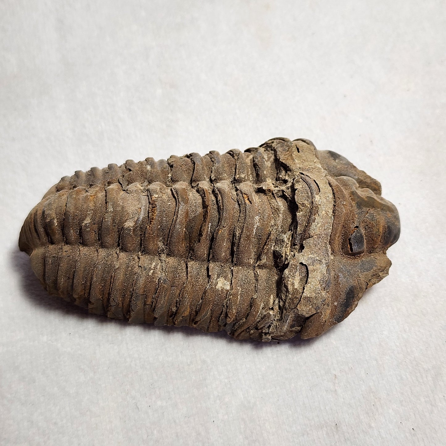 3.25" Flexicalymene Trilobite